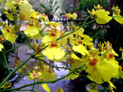 Yellow orchids Da Lat
