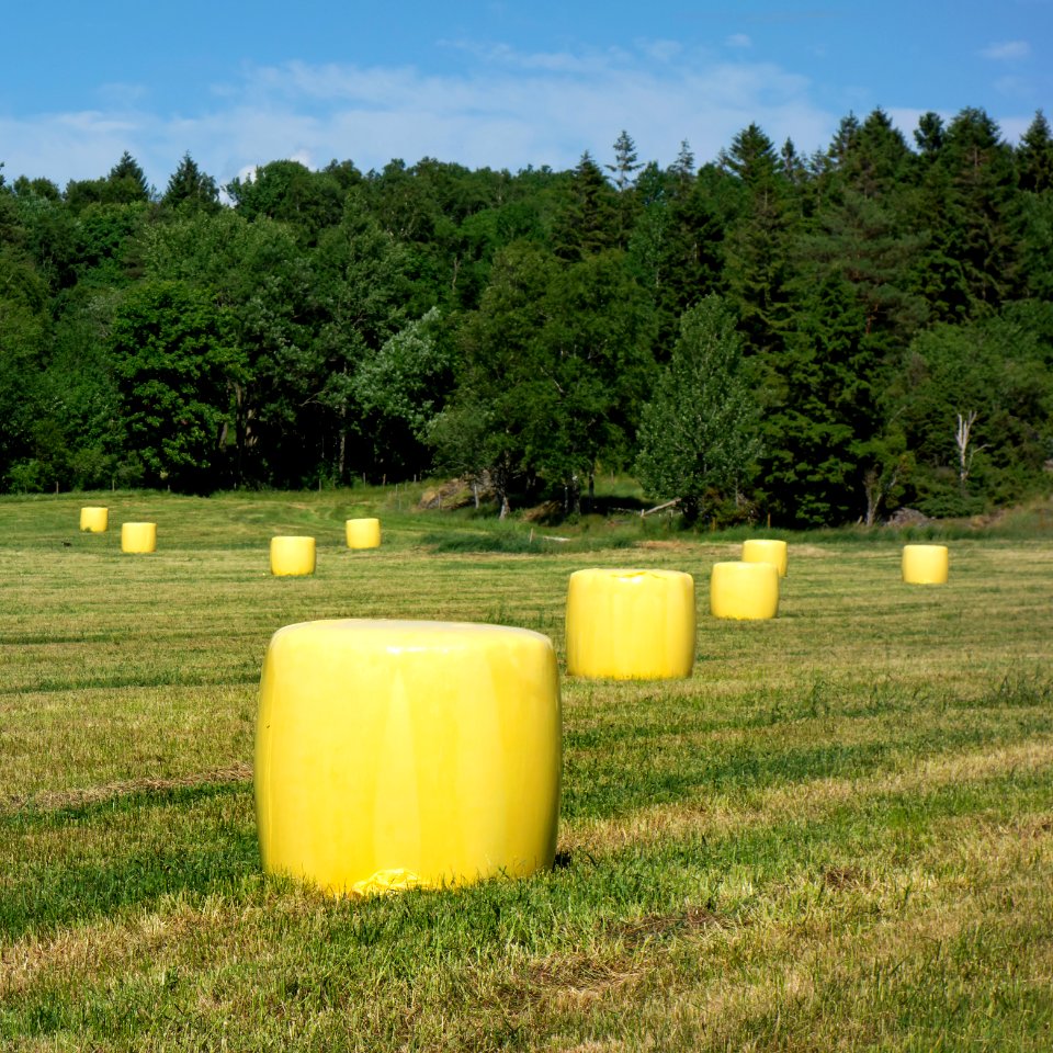 Yellow silage bales in Heden 3