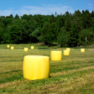 Yellow silage bales in Heden 3 photo