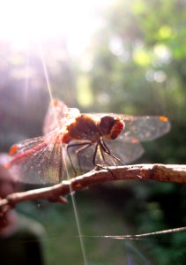 Yellow-winged darter in Comana Forest, Giurgiu