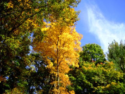 Yellow tree in the fall photo
