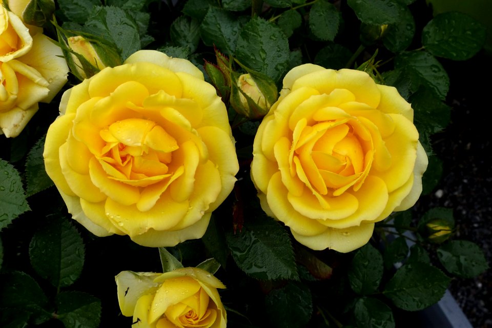 Yellow Sunblaze miniature rose (Meiskaille) - DSC06443