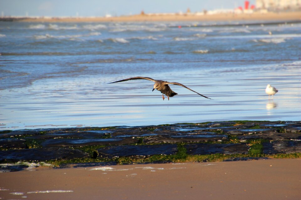 Fly flight beach