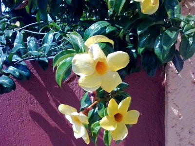 Yellow flower4443
