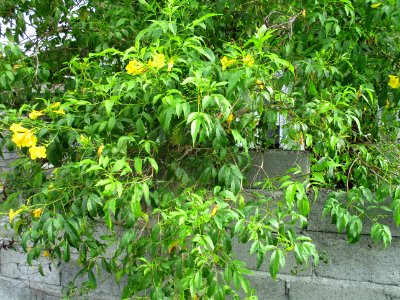 Yellow trumpetbush (Tecoma stans) habit