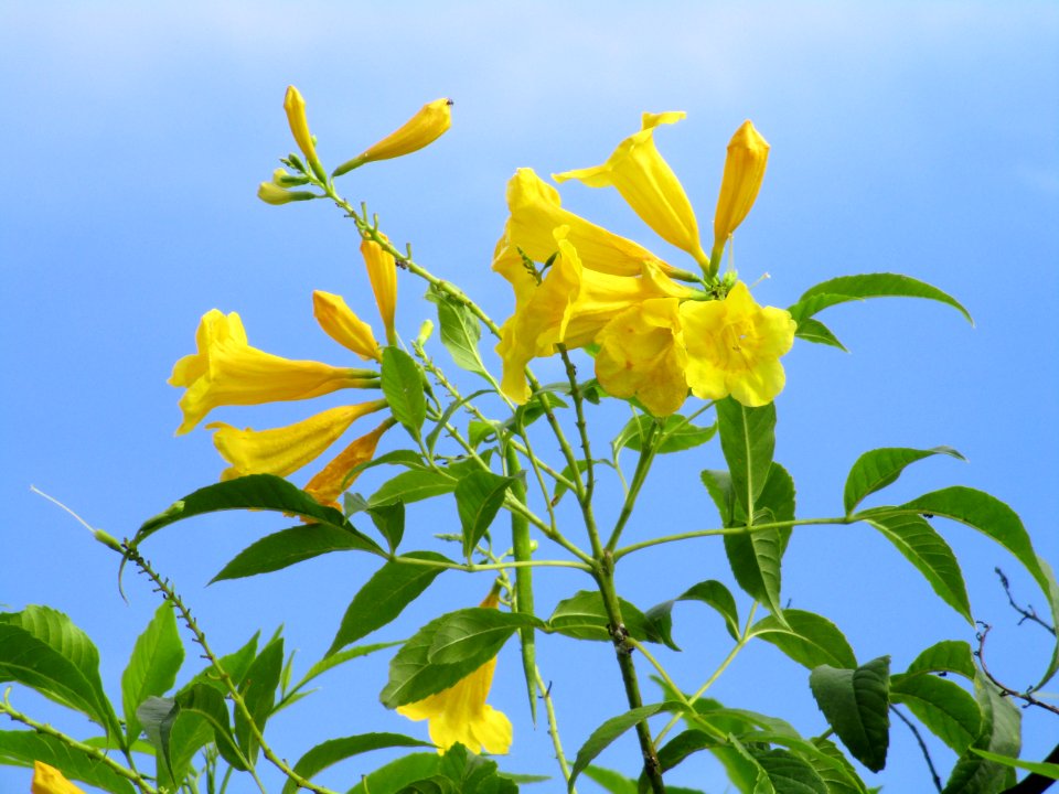 Yellow trumpetbush (Tecoma stans) flowers