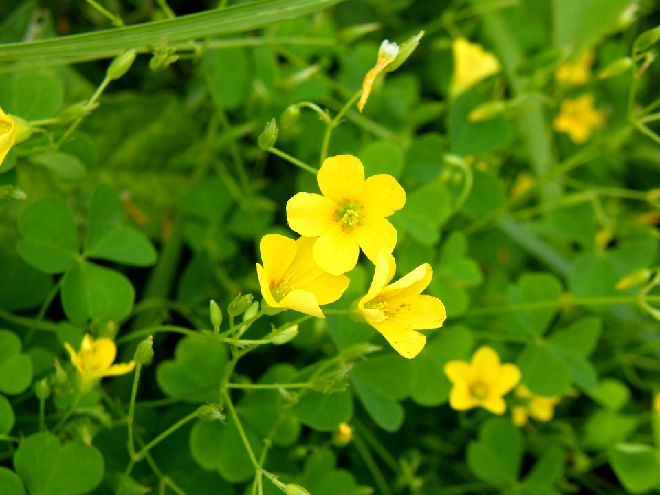 Yellow wood sorrel