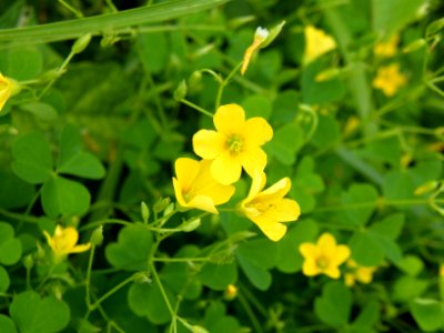 Yellow wood sorrel