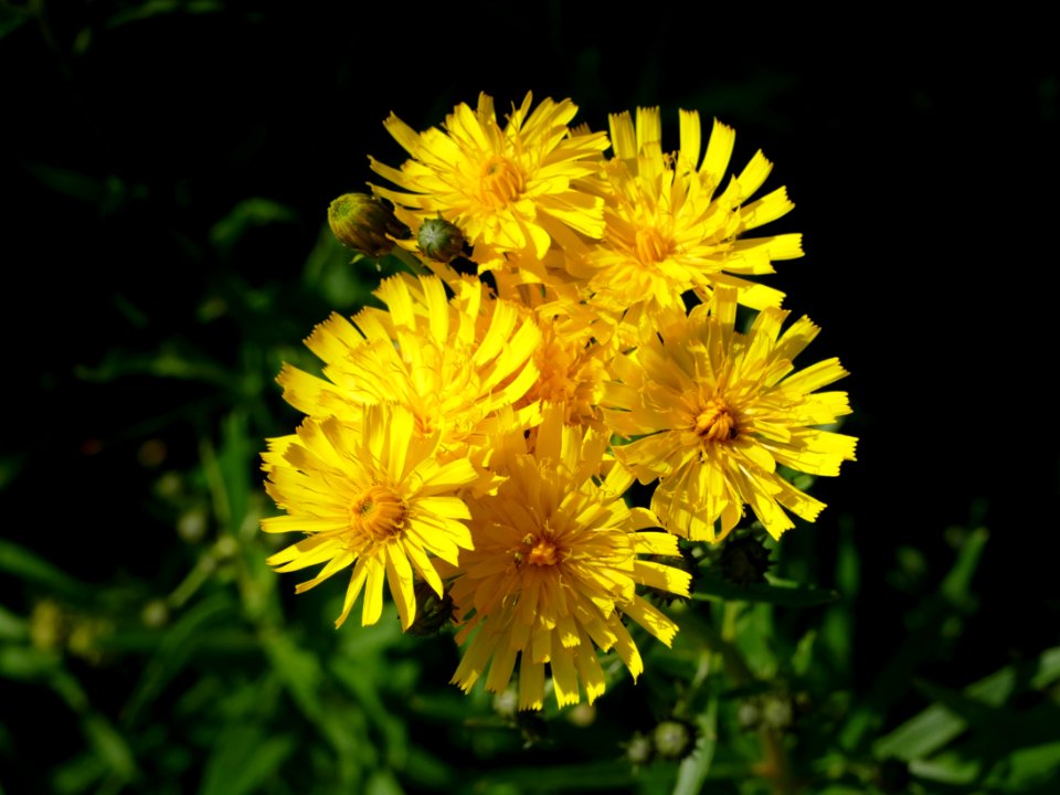 Yellow hawkweed flowers in Gåseberg