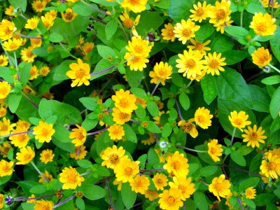 Yellow flowers Da Lat