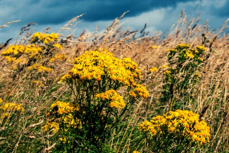 Yellow Flowers (230644635) photo