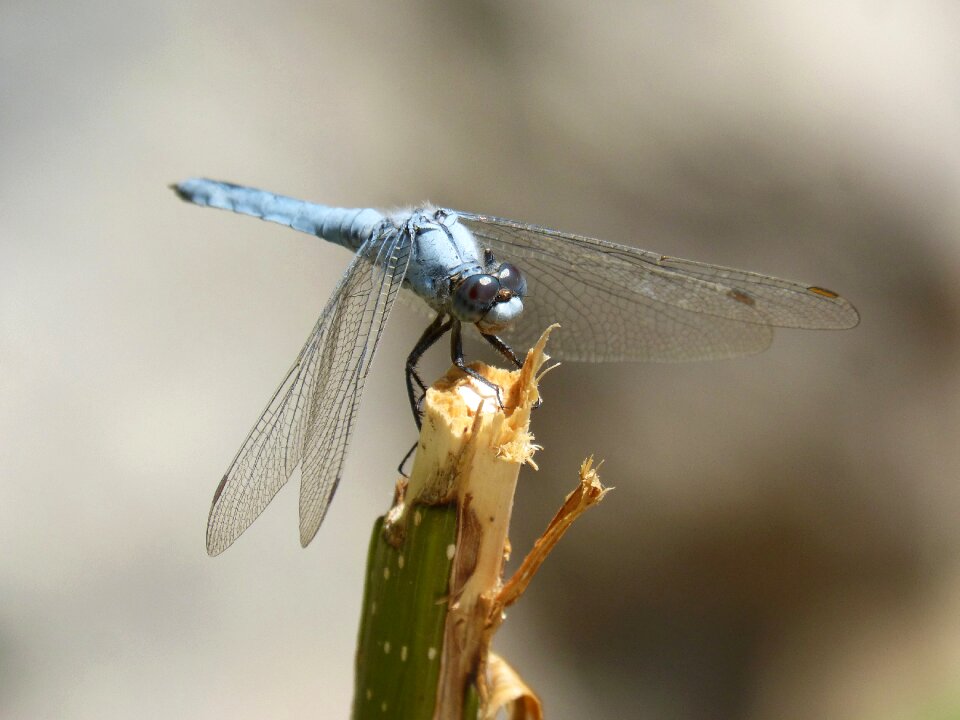 Winged insect detail orthetrum brunneum