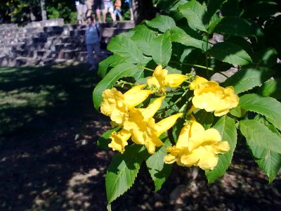 Yellow flowers4578