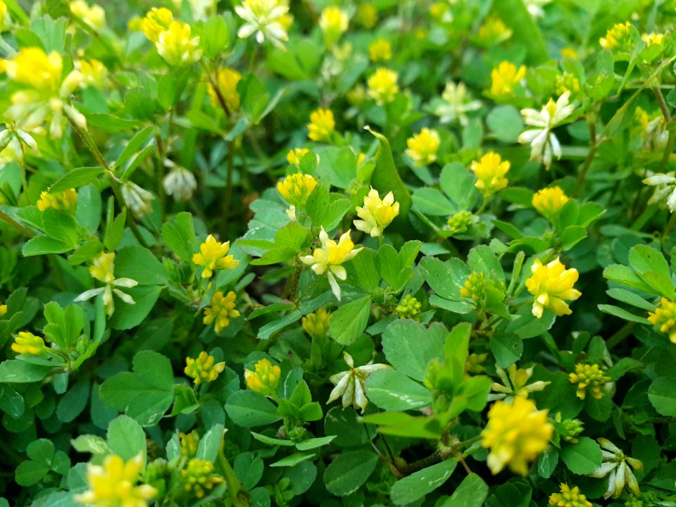 Yellow flowers in Tokyo