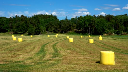 Yellow silage bales in Heden 2 photo