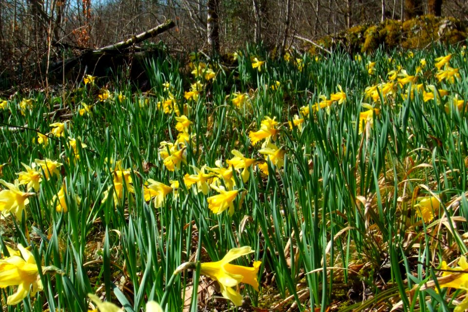 Yellow flowers in a clearing in the woods of Jura, France