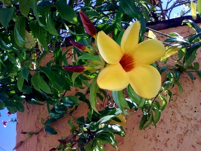 Yellow flower4442