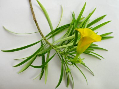 Yellow oleander (Cascabela thevetia) leaves & flower photo