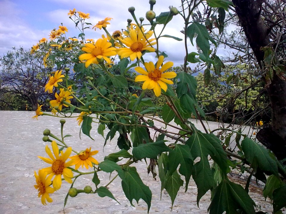 Yellow flowers4427