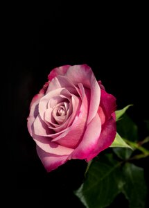 Roses beauty love