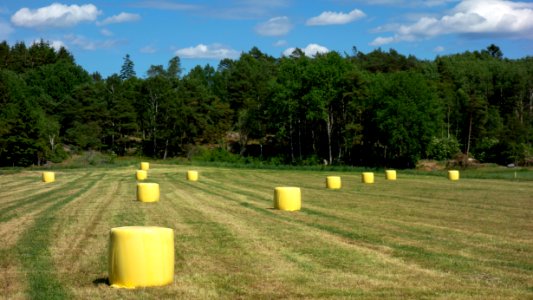 Yellow silage bales in Heden 1 photo