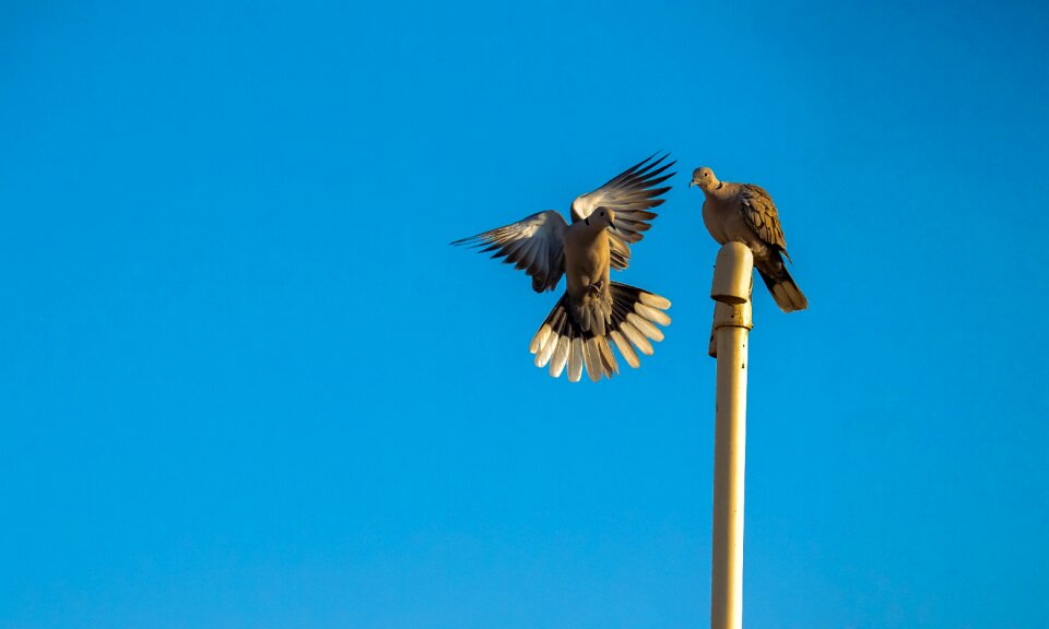Flying pigeon nature feather