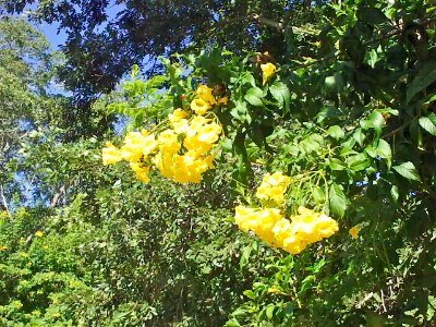 Yellow flowers4577