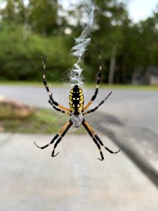 Yellow Garden Spider Chapel Hill NC