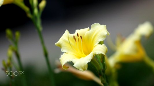 Yellow Flower (228459035)