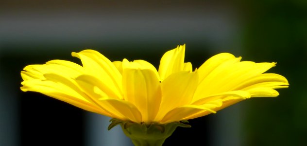 Yellow Flower (158625847)
