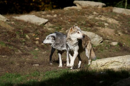 Predator nature pack