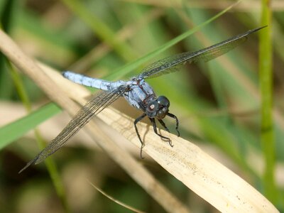 Wetland winged insect detail photo