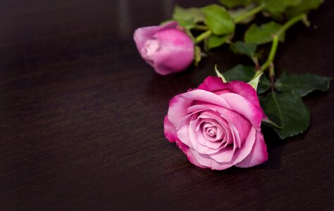 Beauty love rose buds