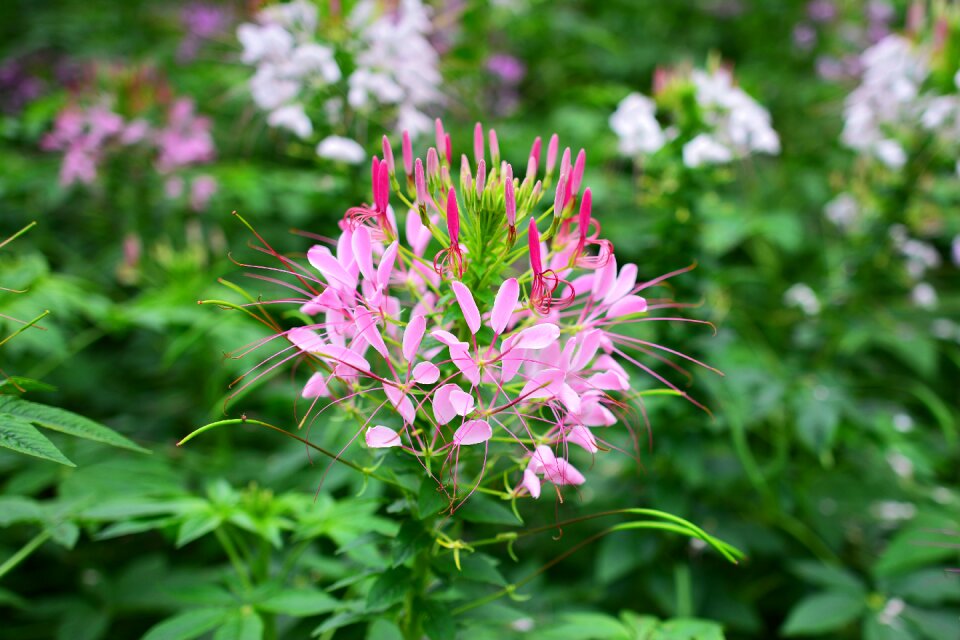 Olympic park summer flowers wild flowers every day