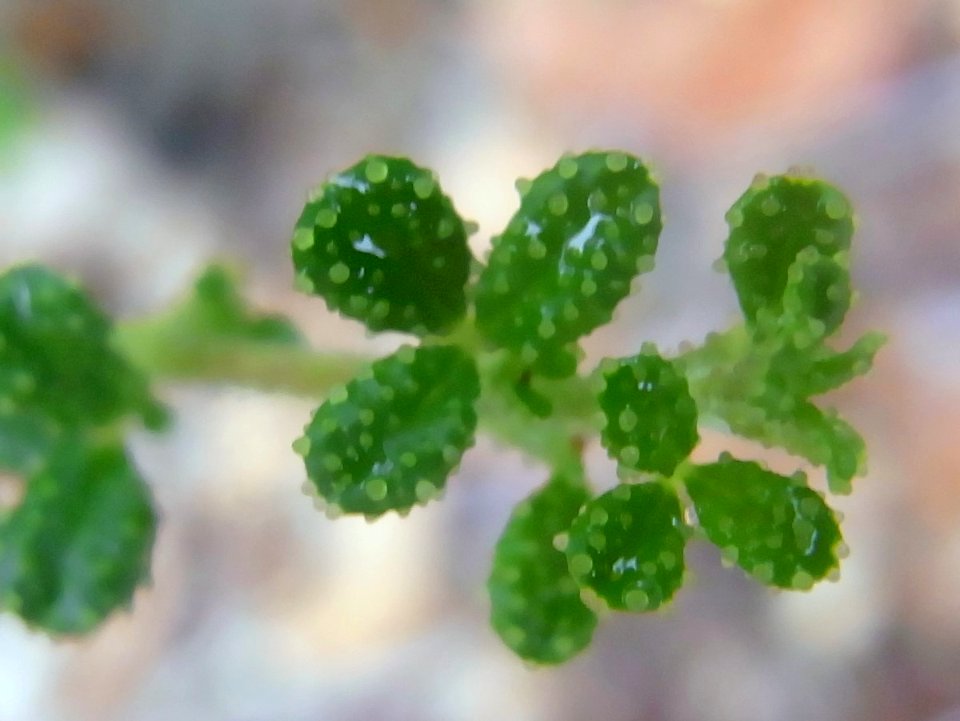 Zieria adenophora close up