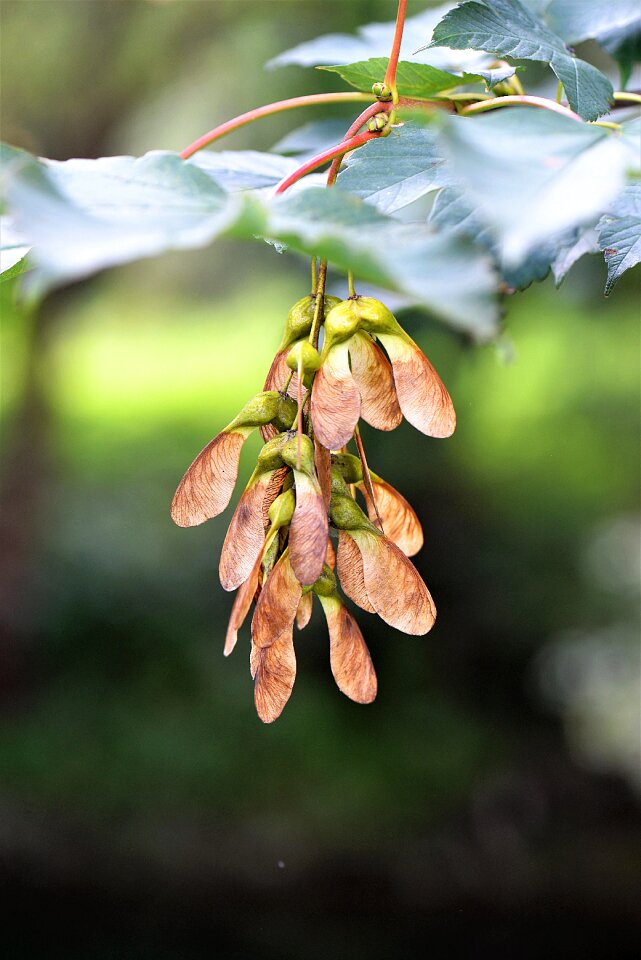 Fruit maple fruit close up
