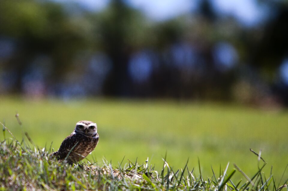 Owl field animal