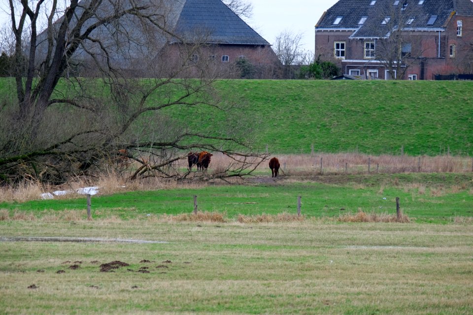 Zicht op de Waaldijk, De Arend en de Bemmelse Waard met Rode Geuzen