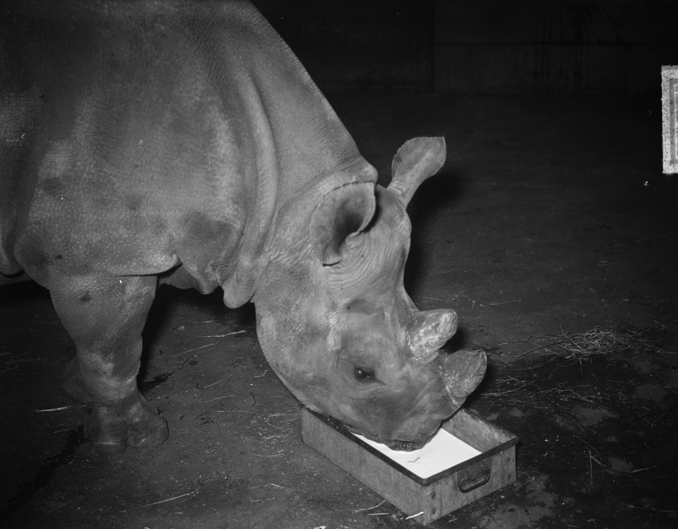 Zieke neushoorn in Artis, Bestanddeelnr 904-6254
