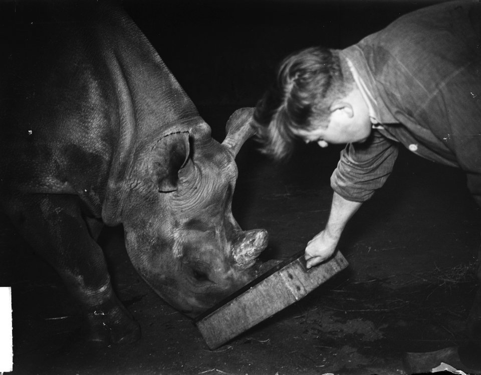 Zieke neushoorn in Artis, Bestanddeelnr 904-6253