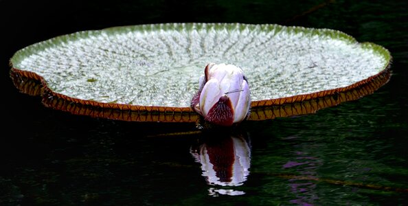 Pond water reflection