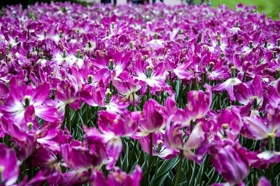 Garden petal summer