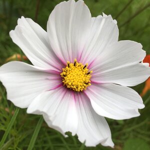 White nature plant