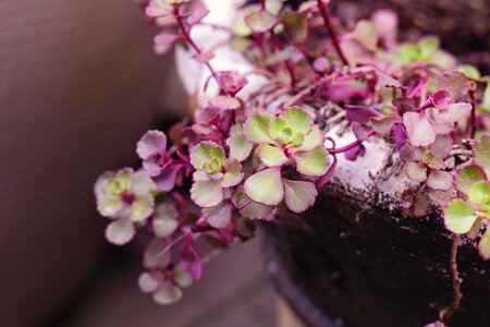 Plant summer nature