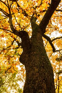 The leaves yellow all these years