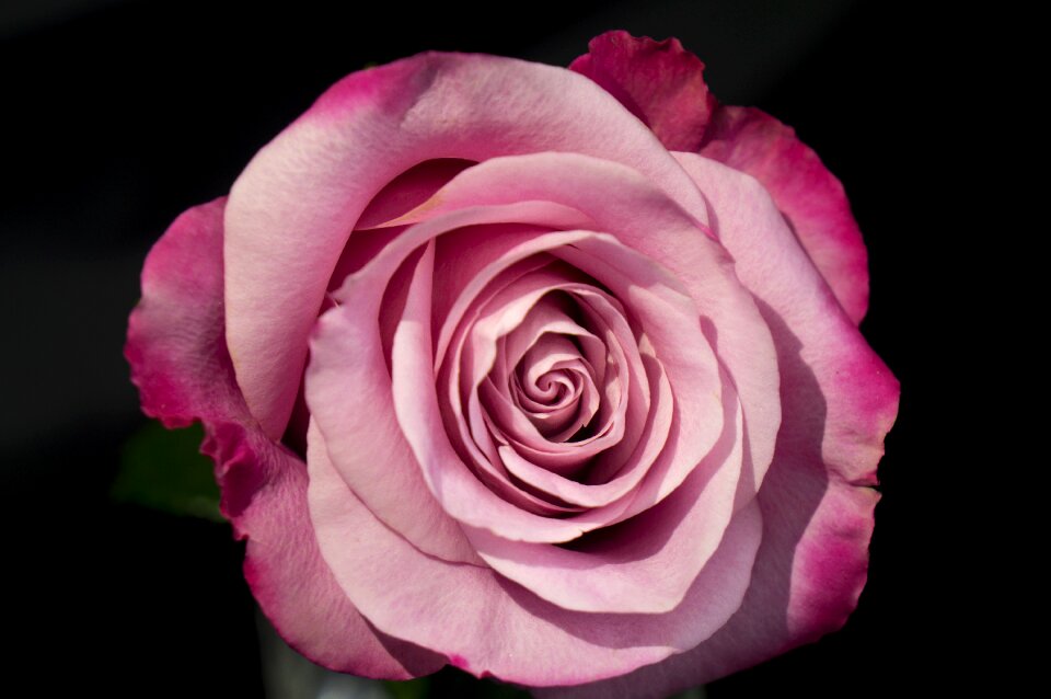 Beauty love petals