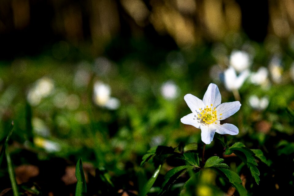 Forest serenity blossom