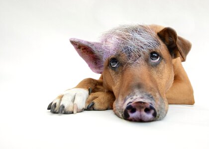 Pig composing coaching