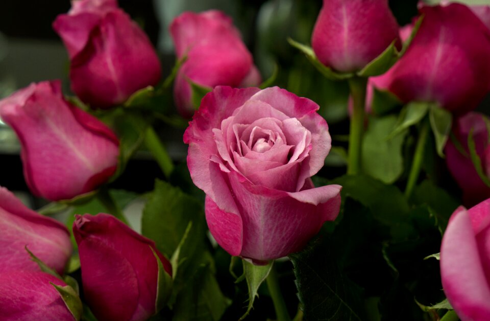 Beauty love rose buds