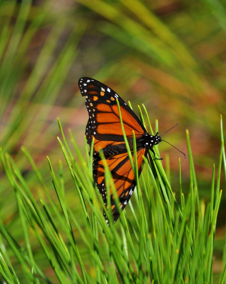 Orange wing monarch butterfly